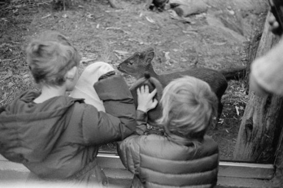 Vying for the affection of the pudu - Argenti Reporter Film Plus 400 @ EI400, Rodinal 1+50 7 min 75F, Leica M4 & 35mm Summicron IV