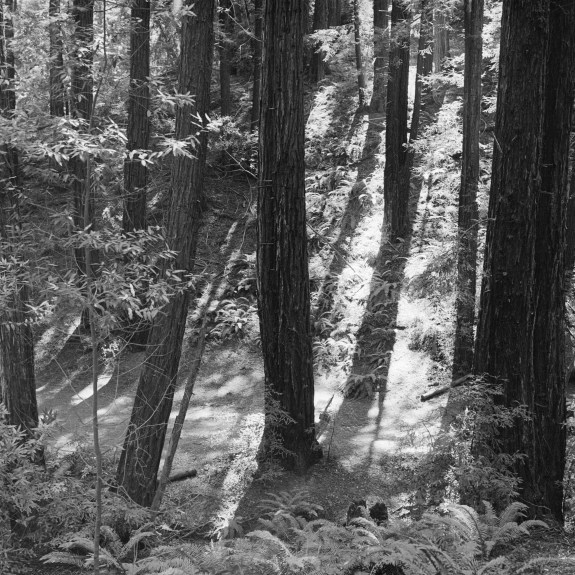 Black and white photograph of a redwood forest.